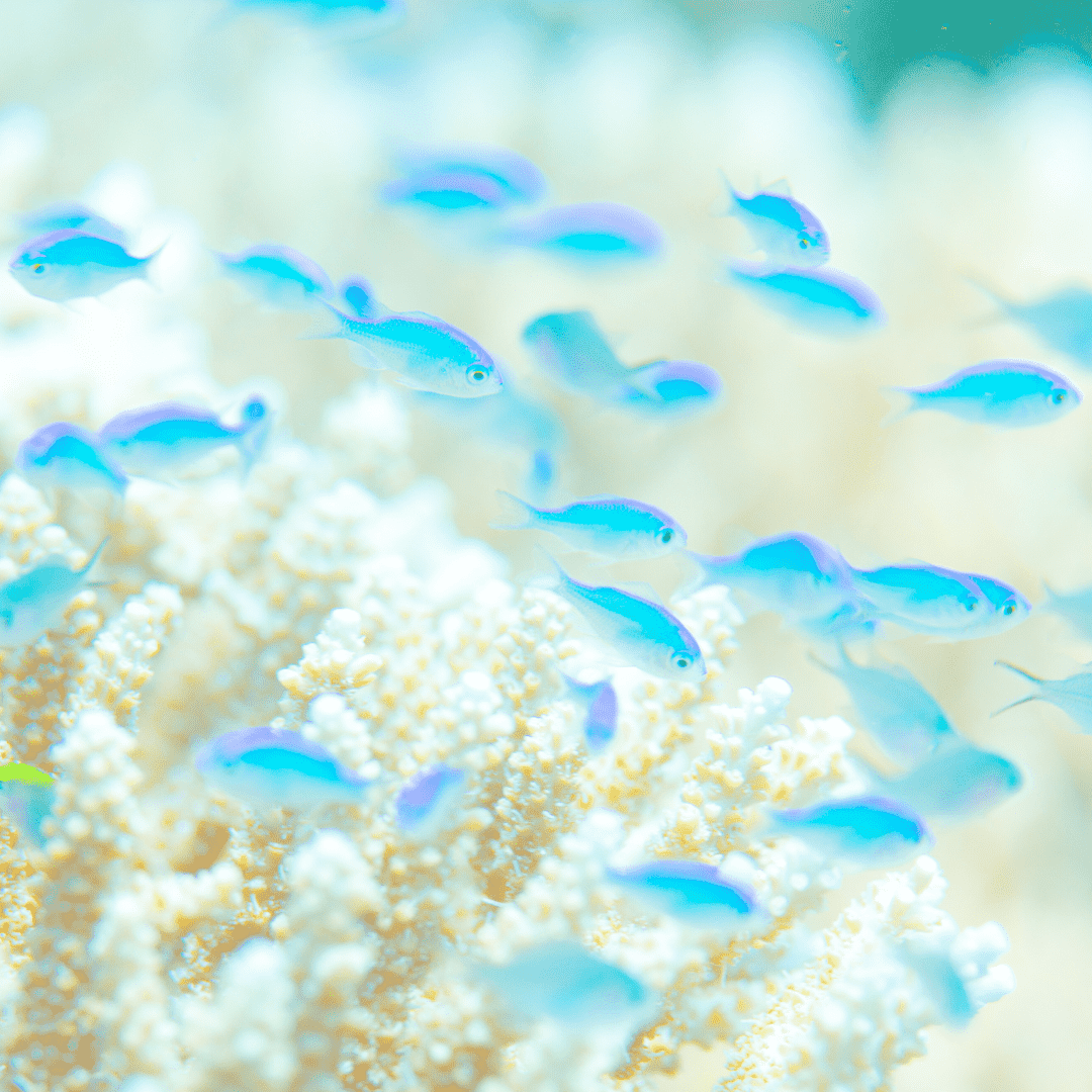 Mehrere kleine, leuchtend blaue Fische schwimmen über einem hellen, verzweigten Korallenriff in klarem, blaugrünem Wasser.