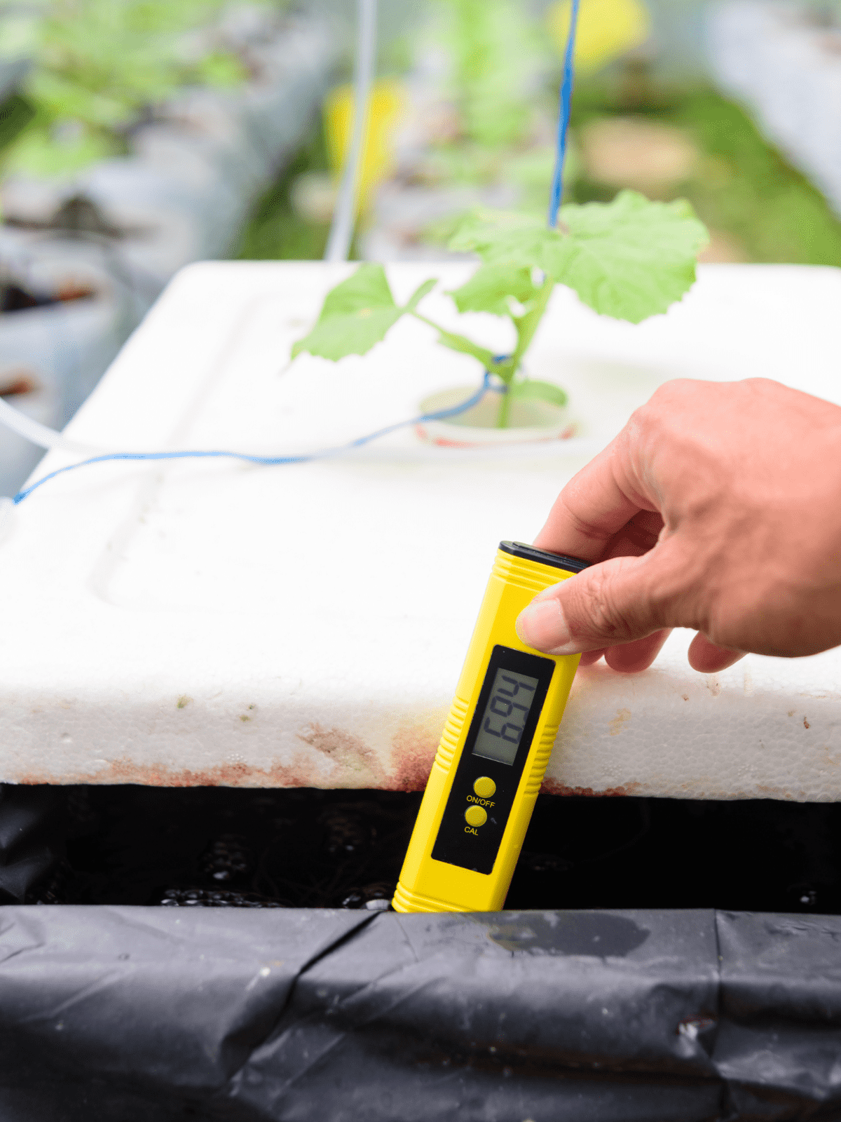 Eine Hand hält ein gelbes digitales Messgerät ins Wasser; im Hintergrund wachsen junge grüne Pflanzen in einem Hydrokultursystem.